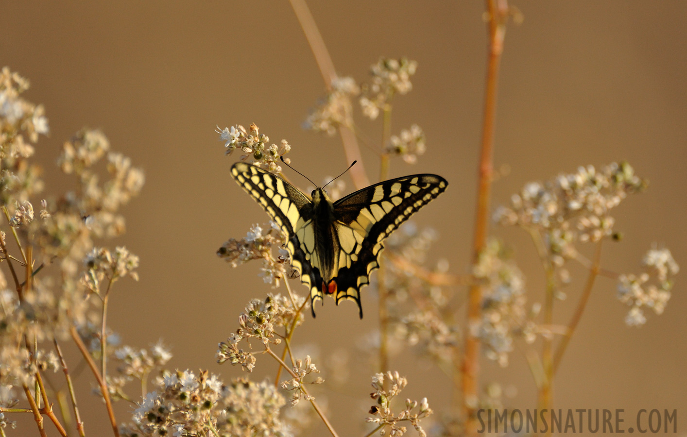 Papilio machaon [550 mm, 1/2500 sec at f / 7.1, ISO 1600]